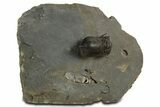 Pelagic Trilobite (Cyclopyge) Fossil - Huge Eyes #344607-3
